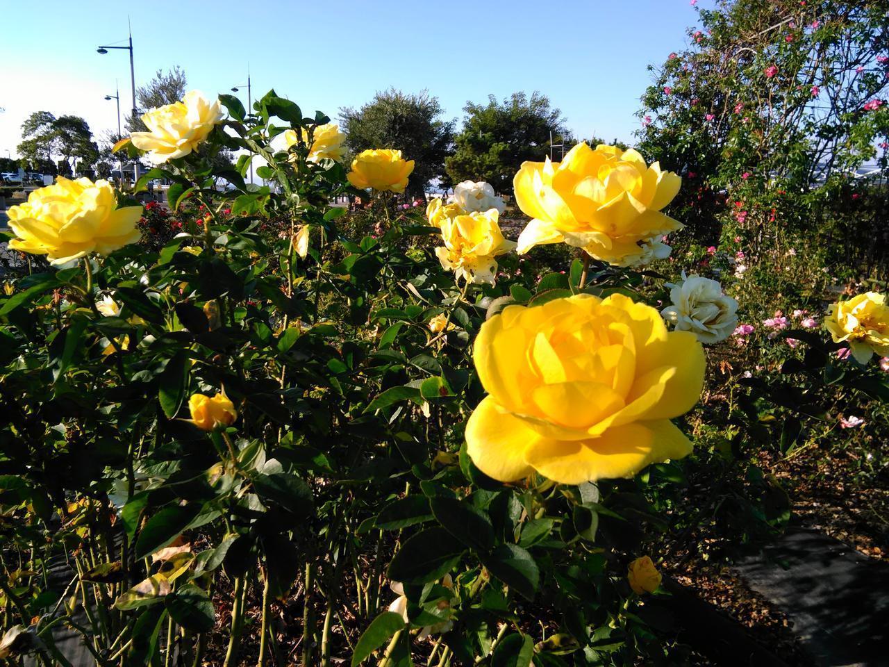 P_20181104_153445 (1).jpg